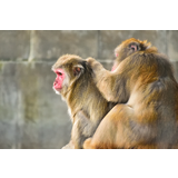 高岡古城公園動物園