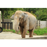 いしかわ動物園