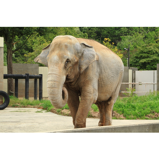 いしかわ動物園