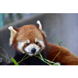 鯖江市西山動物園