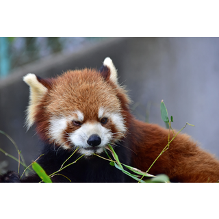 鯖江市西山動物園