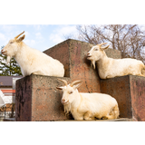 甲府市遊亀公園附属動物園