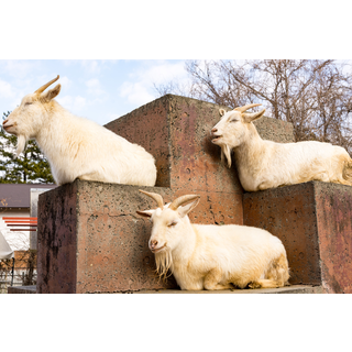 甲府市遊亀公園附属動物園