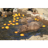 伊豆シャボテン公園