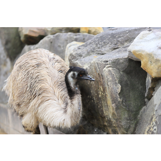 和歌山公園動物園