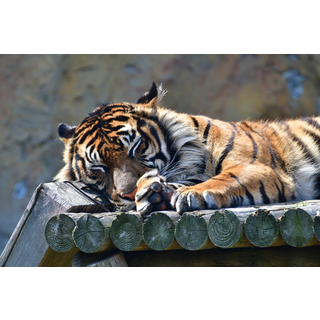 【閉園】みさき公園