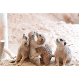 池田動物園