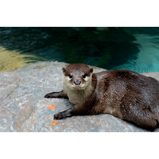 高知県立のいち動物公園
