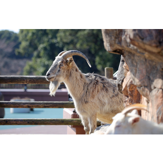 到津の森公園