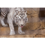 大牟田市動物園