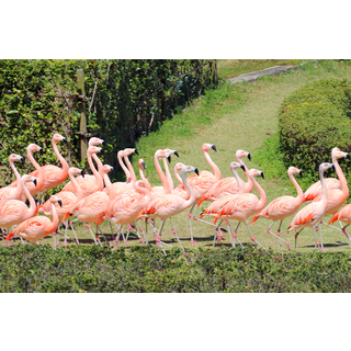 宮崎市フェニックス動物園