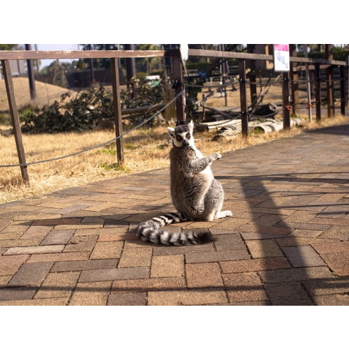 九十九島動植物園森きらら 旧 佐世保市亜熱帯動植物園 長崎県 動物園のスポット情報 Cozre コズレ 子育てマガジン