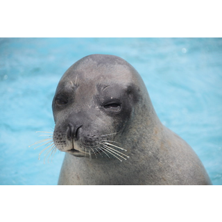 稚内市立ノシャップ寒流水族館