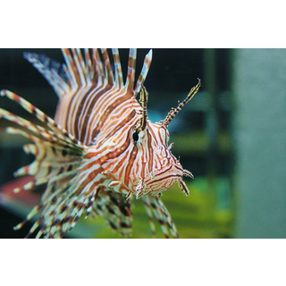 サンピアザ水族館