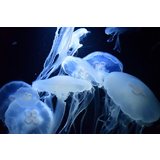 鶴岡市立加茂水族館