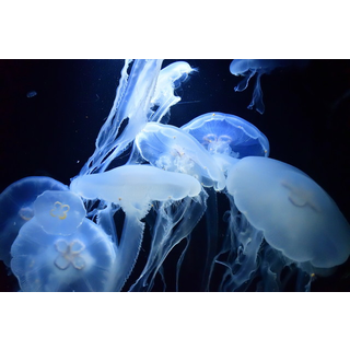 鶴岡市立加茂水族館