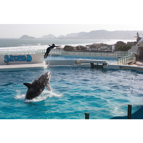 鴨川シーワールド 千葉県 水族館のスポット情報 Cozre コズレ 子育てマガジン
