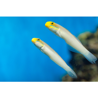 葛西臨海水族園