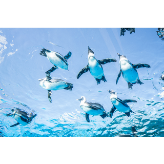 サンシャイン水族館