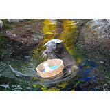 箱根園水族館