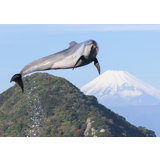 伊豆・三津シーパラダイス