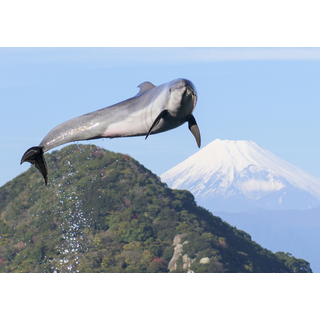 伊豆・三津シーパラダイス