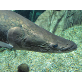 岐阜県世界淡水魚園水族館（アクア・トト岐阜）