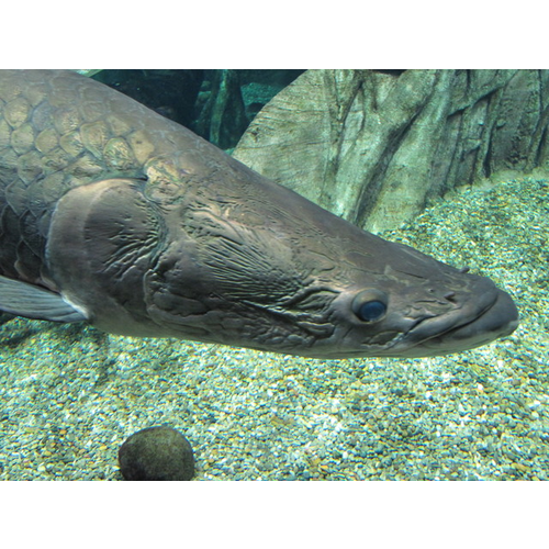 岐阜県世界淡水魚園水族館 アクア トト岐阜 の口コミ 評判 レビュー 162件 Cozre コズレ 子育てマガジン