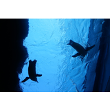 上越市立水族博物館（うみがたり）