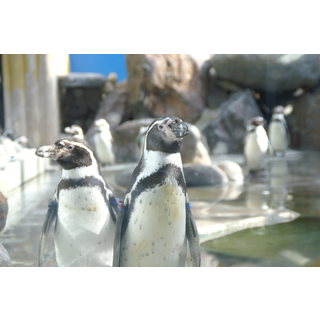 蓼科アミューズメント水族館