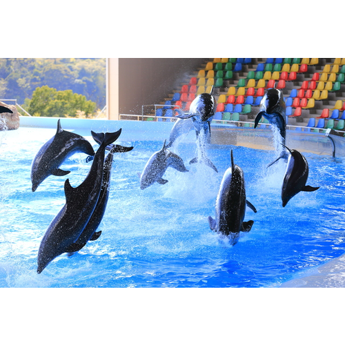 アドベンチャーワールド』和歌山県 水族館のスポット情報｜cozre