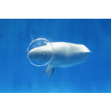 しまね海洋館AQUAS