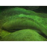 新屋島水族館