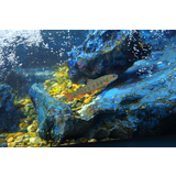 マリホ水族館