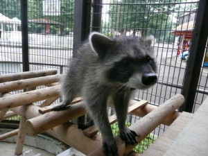 平塚総合公園の動物園の動物の画像