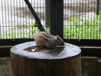 平塚総合公園の動物園のリスの画像