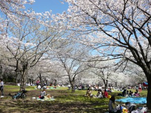子連れで行く平塚総合公園の平塚のはらっぱでイベント