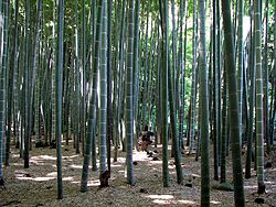 250px-Kamakura_Takedera_03