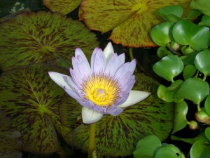植物園の温室の蓮