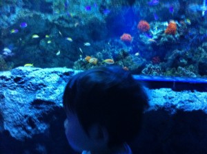 水族館で夢中になって魚をみつめる子供