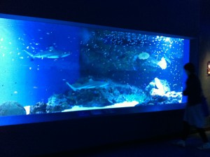 サメが泳ぎまわる水槽