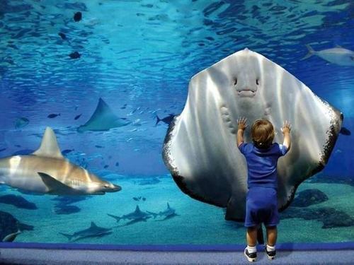雨の日に品川水族館エプソンスタジアムに子連れおでかけ