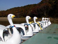 東京ドイツ村のスワンボート
