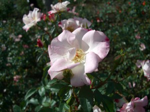 神代植物公園のバラ