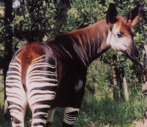 okapi copy