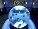 simg_jellyfish06