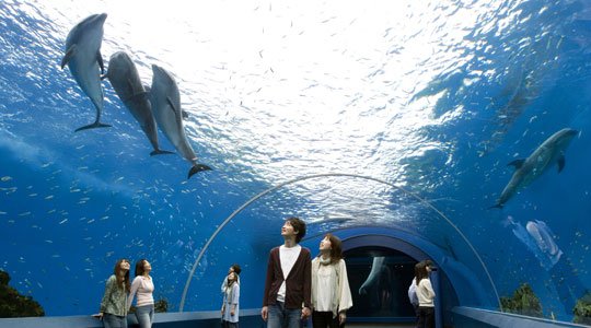 八景島シーパラダイス紹介 4つの水族館で満喫 Cozre コズレ 子育てマガジン
