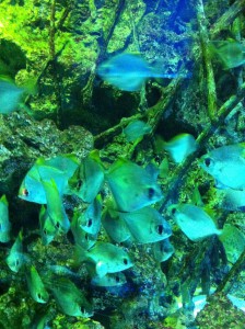 エプソン品川アクアスタジアムの熱帯魚