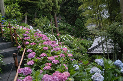 長谷寺のあじさい