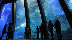 アクアミュージアム　八景島シーパラダイス　水族館　神奈川